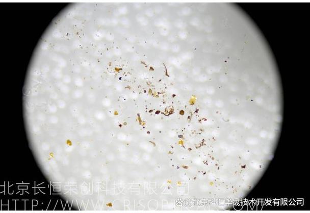 孢子体视显微镜研究 显微镜应用支持案例